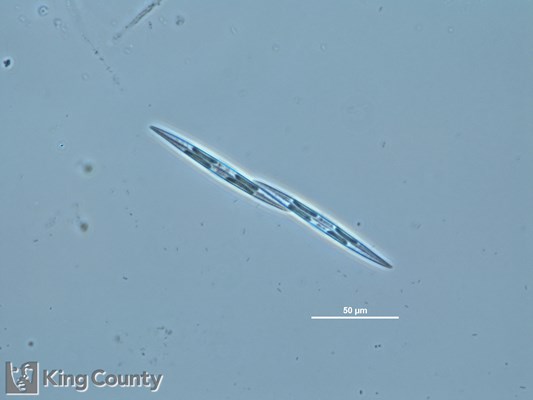 Photo of Pseudo-nitzschia spp. (large-celled)